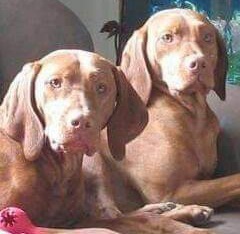 Photo of 2 Vizslas laying on couch